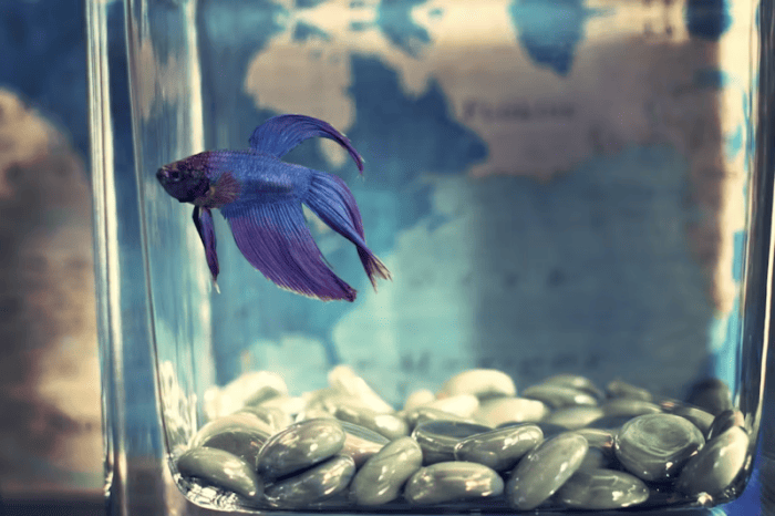 Pet fish in a new tank.