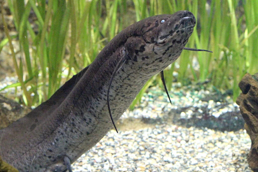 An African Lungfish in a planted tank.