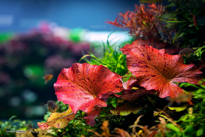 Beautiful Red Aquarium Plant Accent in a Planted tank.