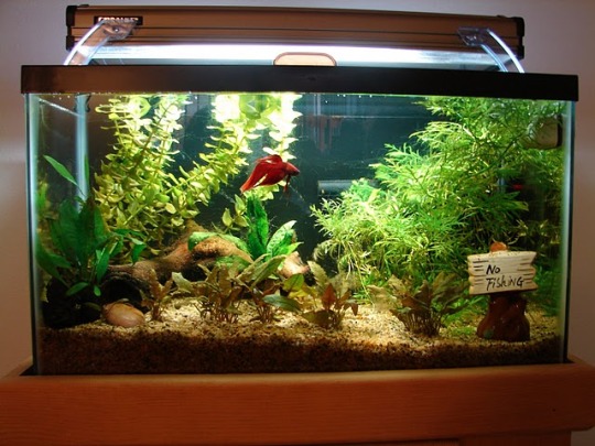 What Do Bettas Like In Their Tank?