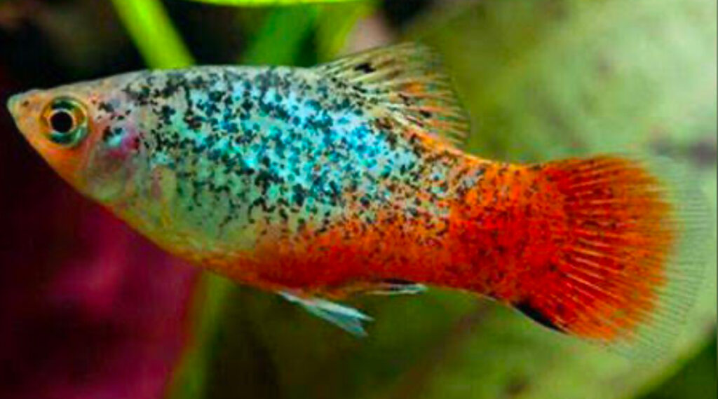 Calico Platy.