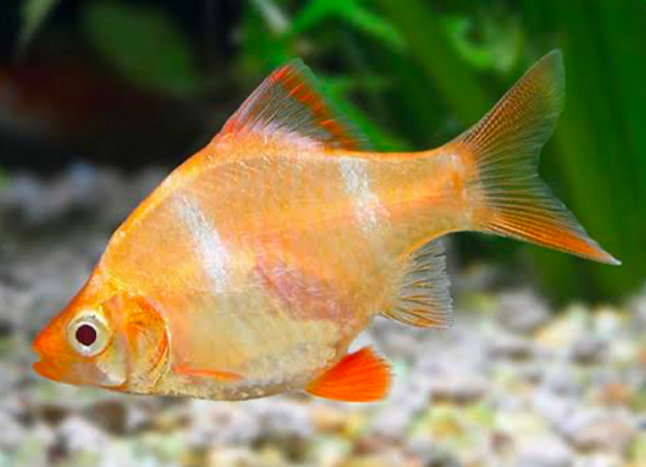 An Albino Tiger Barb in a well planted tank.