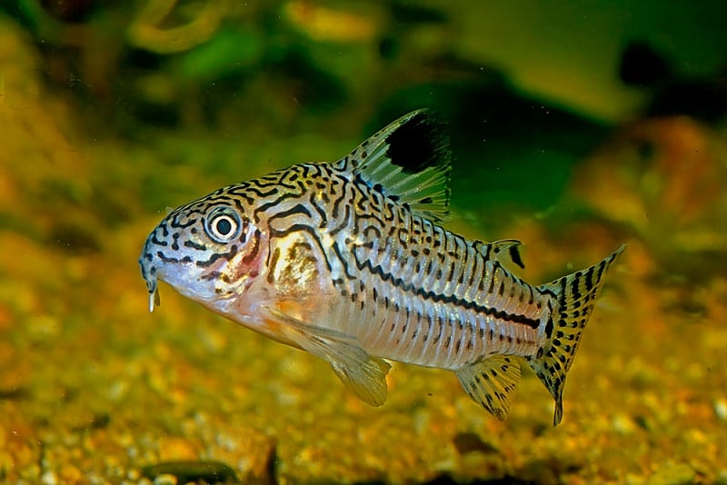 The Role of Cory Catfish in Tank Cleaning
