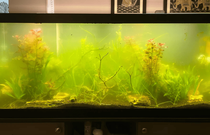 Cloudy Fish Tank