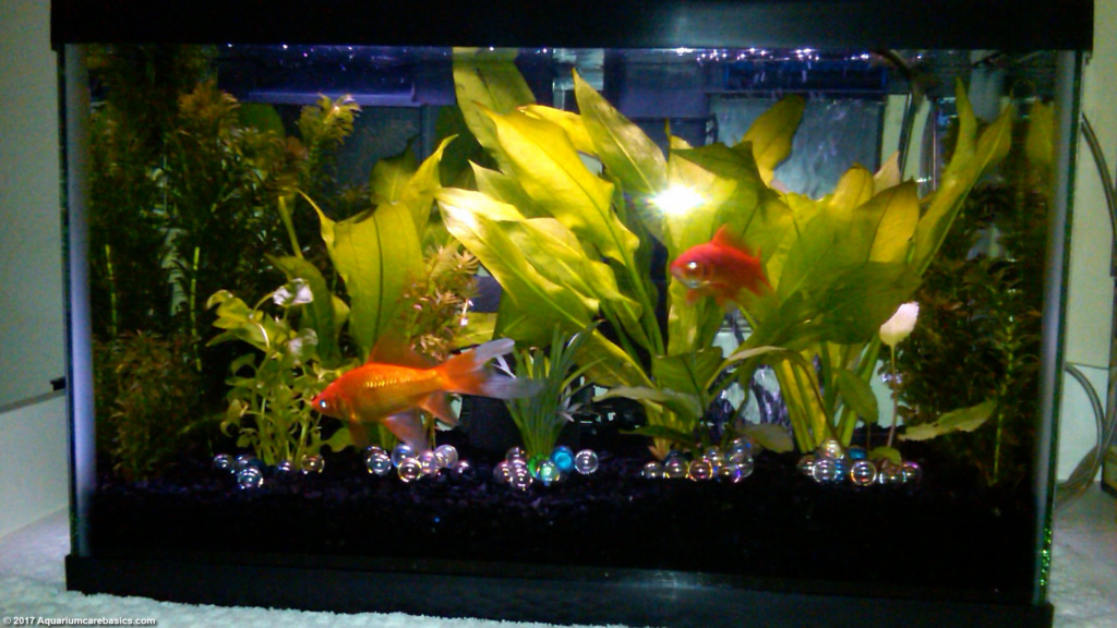 Exploring the Dimensions of a 10 Gallon Fish Tank