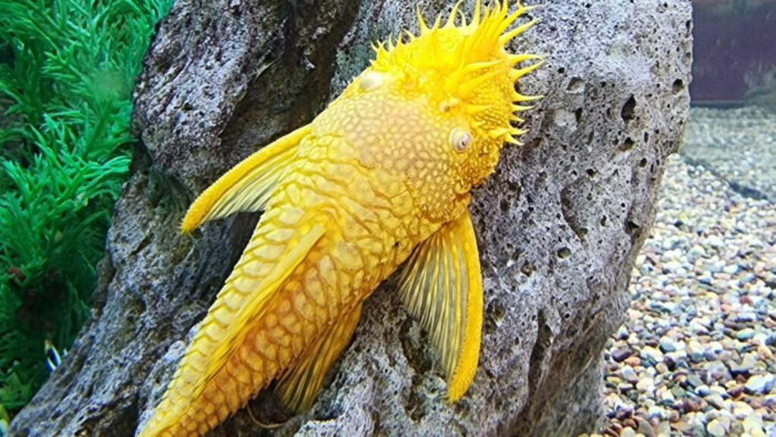 An Albino Bristlenose Pleco, A great algae eater
