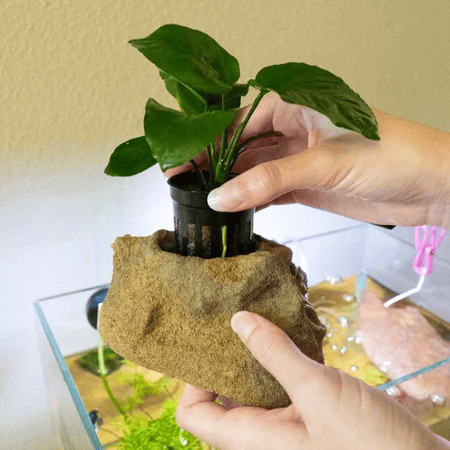 Anubias plant