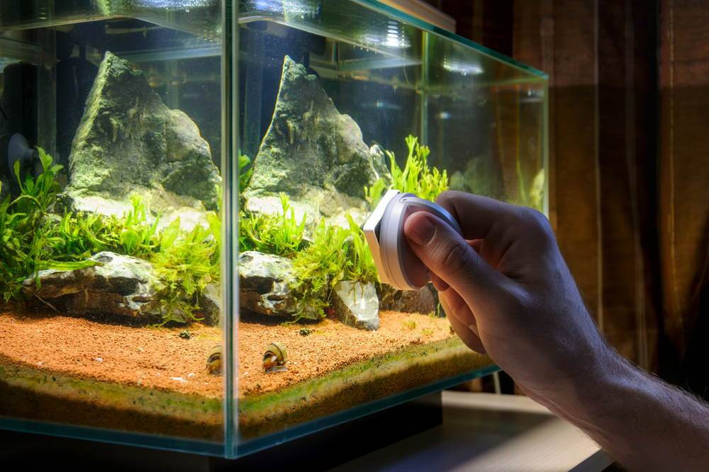A fish keeper using a magnetic scraper to clean a tank's glass.