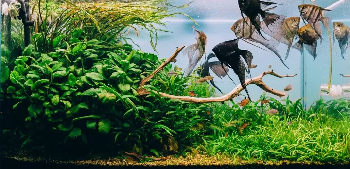 Natural Decorations for Fish Tanks