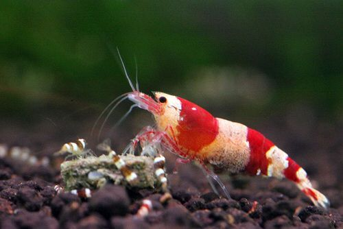 Pictured, A close-up image of a Crystal Red Shrimp