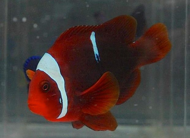 Premnas biaculeatus