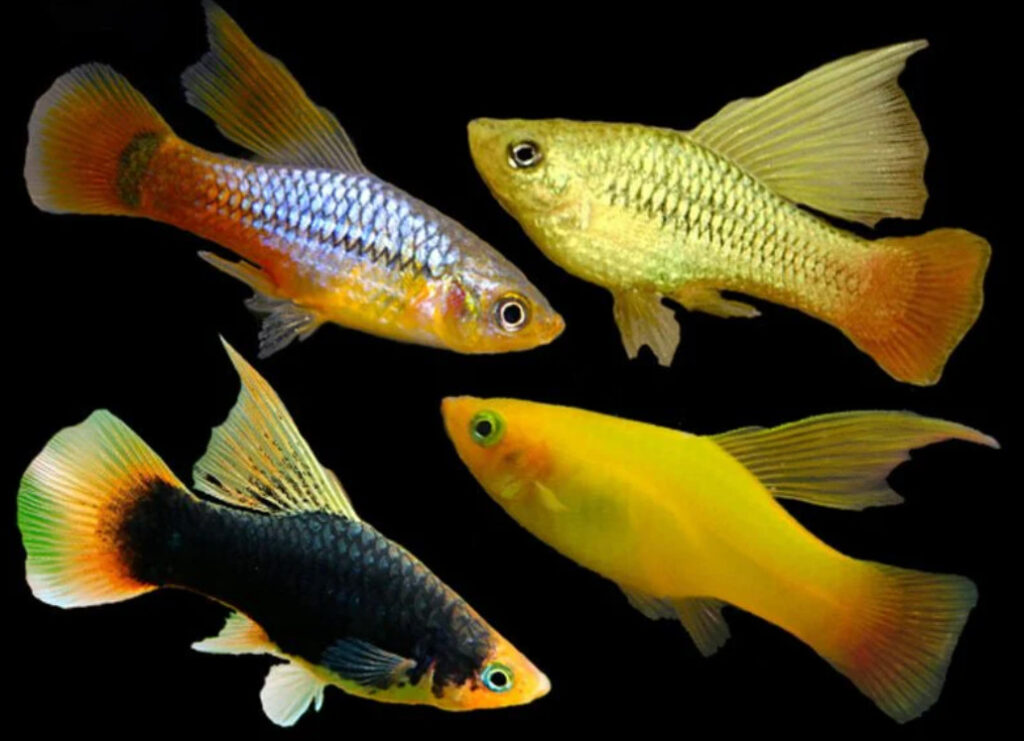 Hi-Fin Platy.