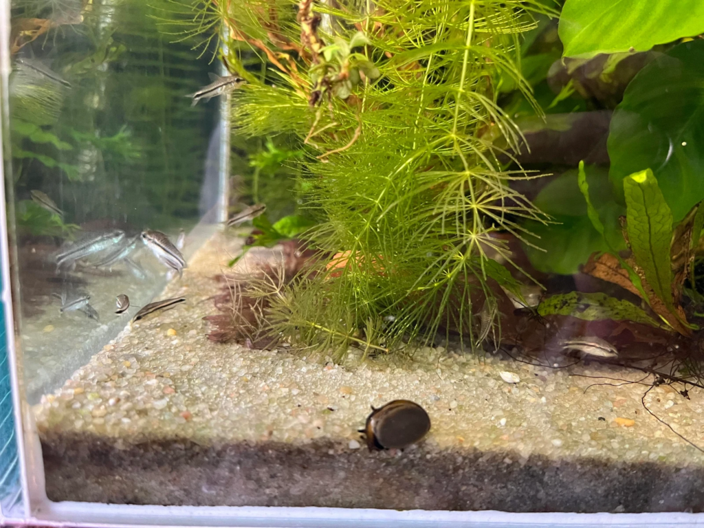 Dwarf Corydoras can breed in the same tank conditions as they live with a few adjustments