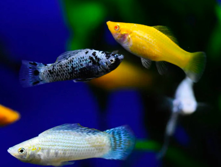 Common Mollies