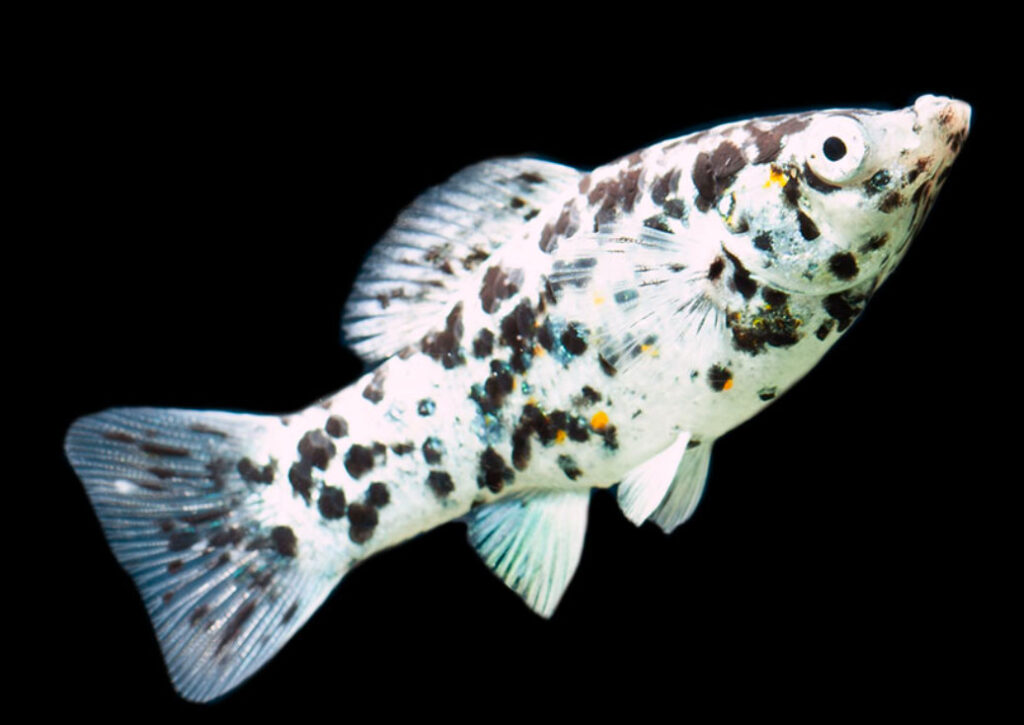 Dalmatian Moll
