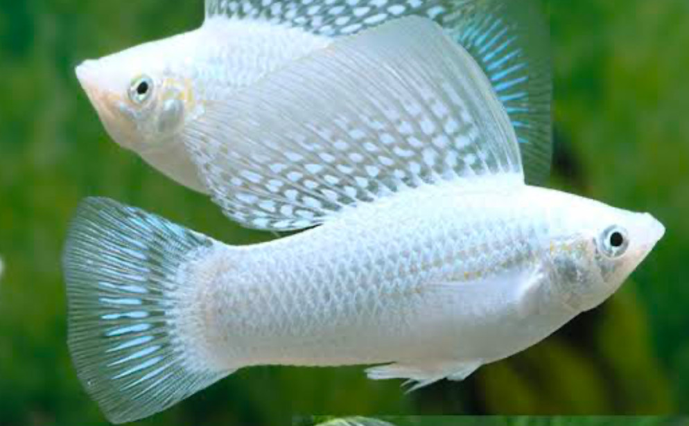 Platinum Mollies.