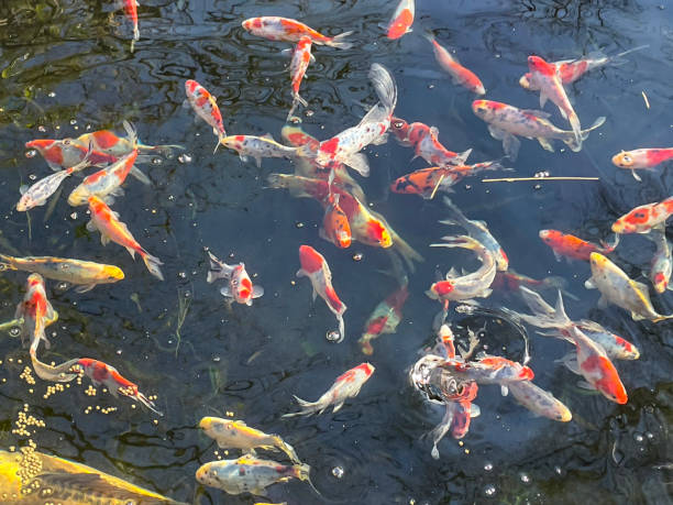 Shubunkin Goldfish Care Guide