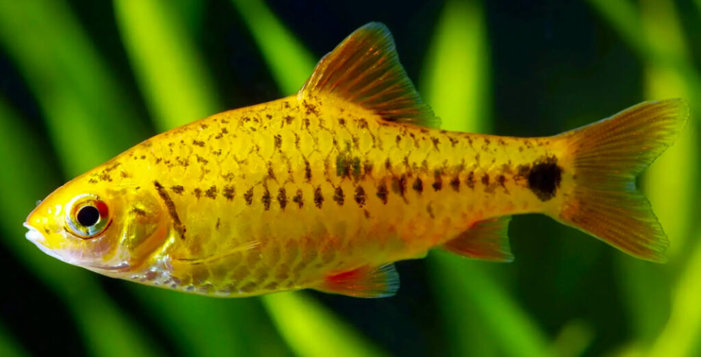 Gold Barb.