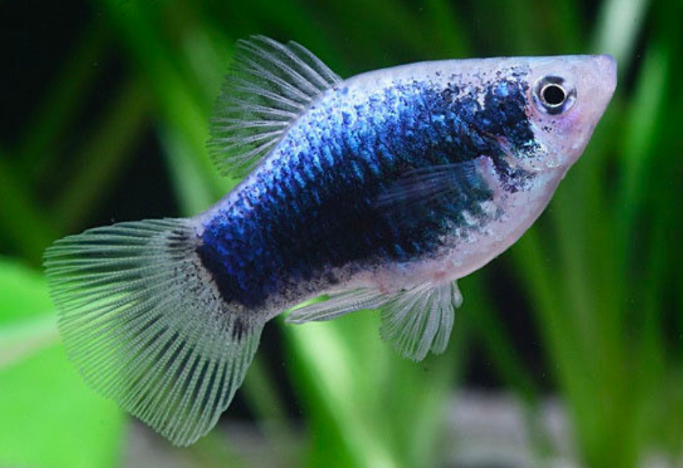 Tuxedo Platy.