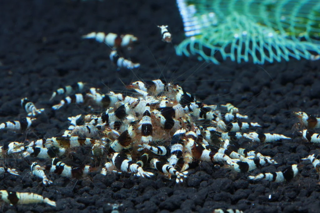 Pictured, Crystal black shrimp community breeding tank