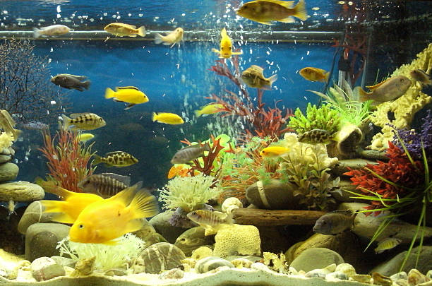 How to Set Up a Biotope Aquarium?