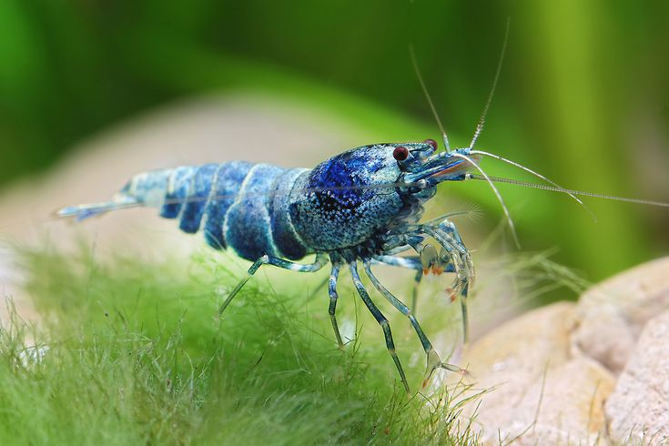 Pictured, A Blue Bolt shrimp in an aquarium