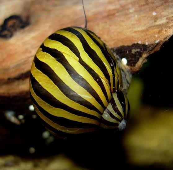 Pictured, a vibrant looking Nerite snail