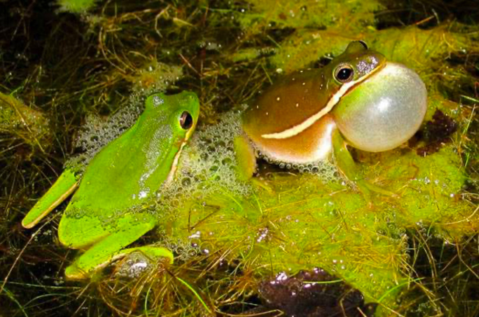 American green tree frogs together in a swamping wnvironment.