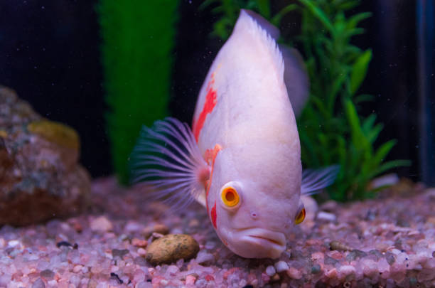 Albino Oscar