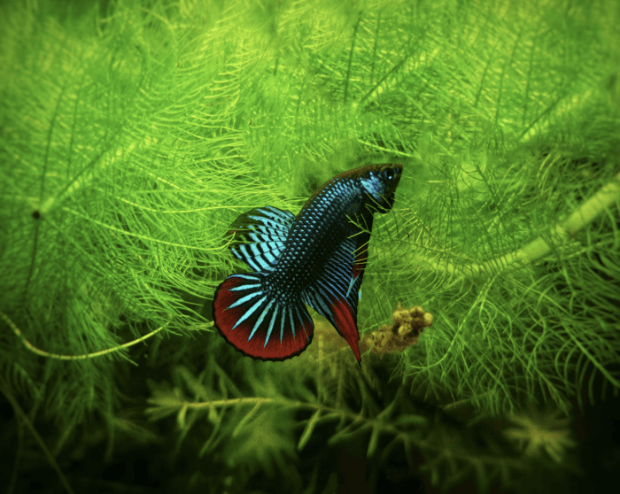 Crescent Betta