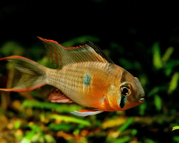 Pictured, a Bolivian Ram fish with brilliant vibrant colors