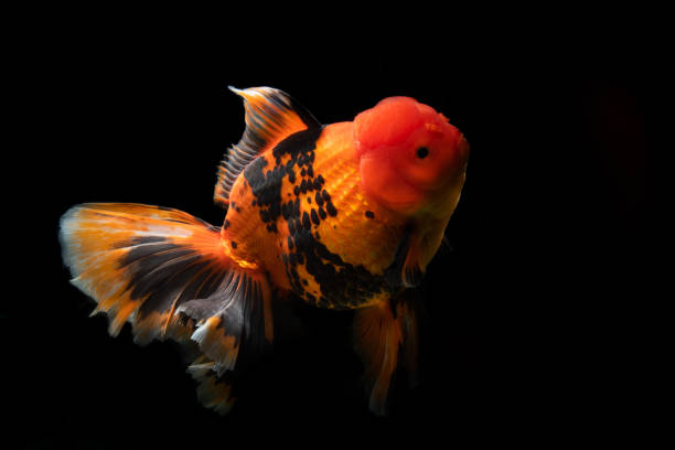 Calico Oranda Goldfish