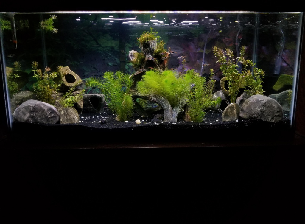 How Big Is A 40 Gallon Fish Tank?