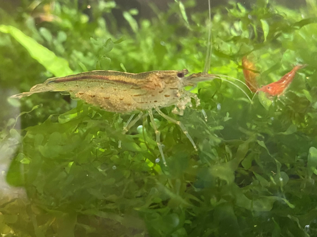 Pictured, berried (pregnant) Amano Shrimp