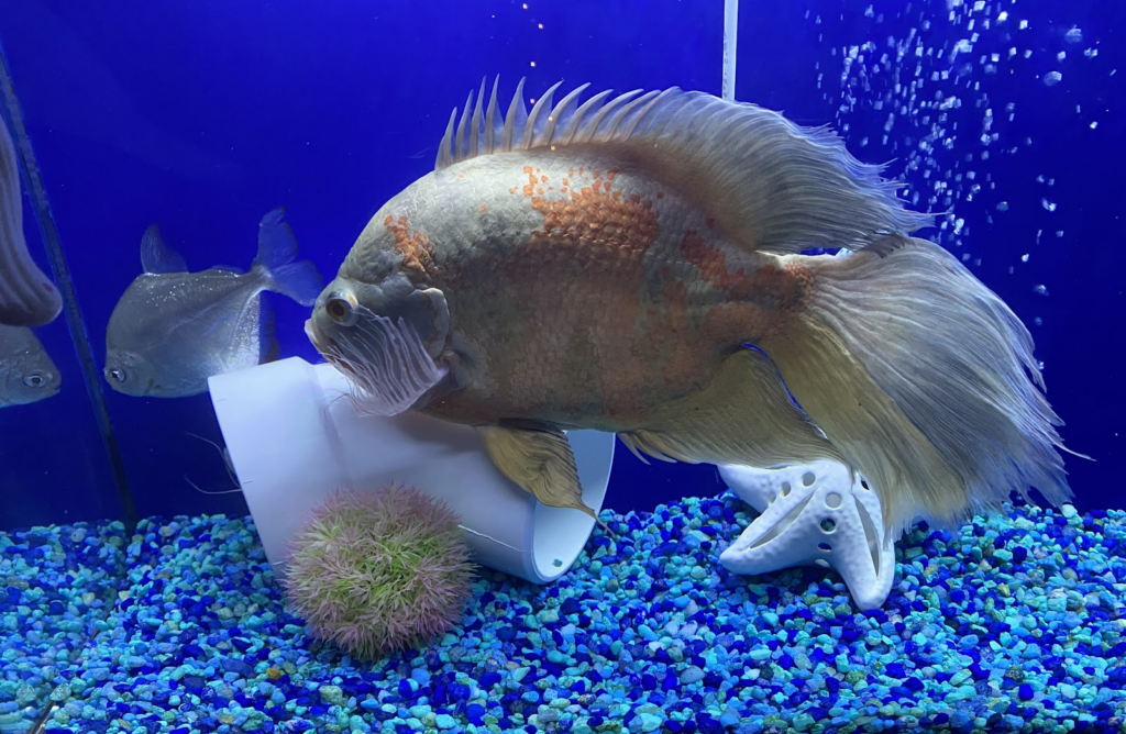 Veil Tail Oscar