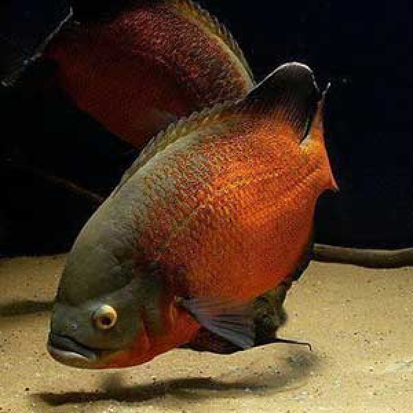 Copper Oscar