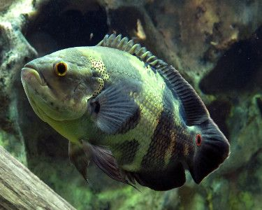 Green Oscar