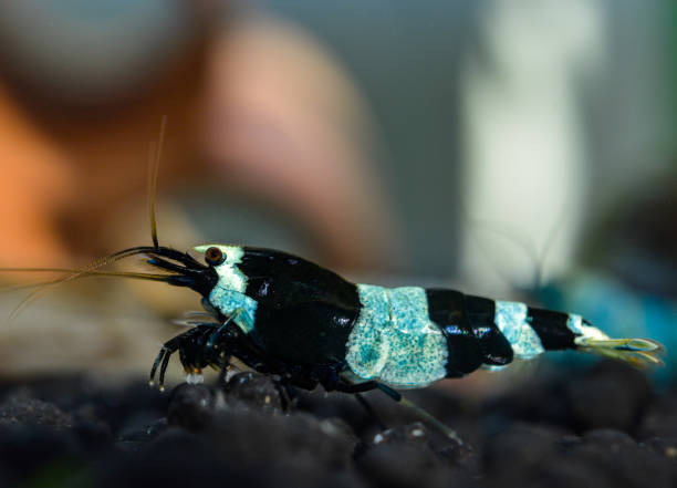 Pictured, An enlarged image of the Shadow Panda Shrimp