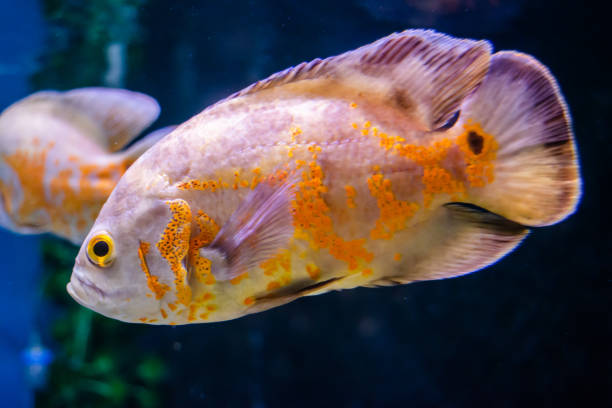 White Oscar Fish: A Comprehensive Guide
