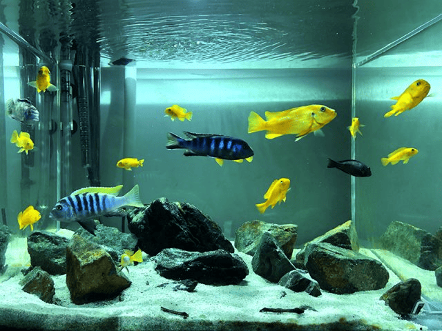Saulosi cichlid Community tank