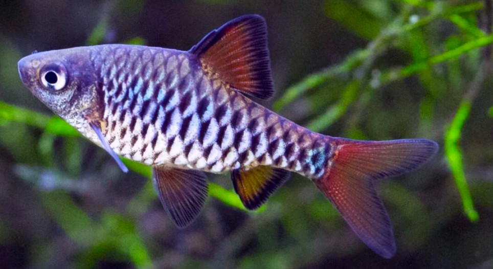 Checkered Barb.
