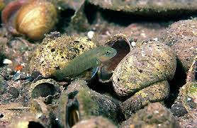 Pictured, A Telmatochromis temporalis fish going into a snail shell