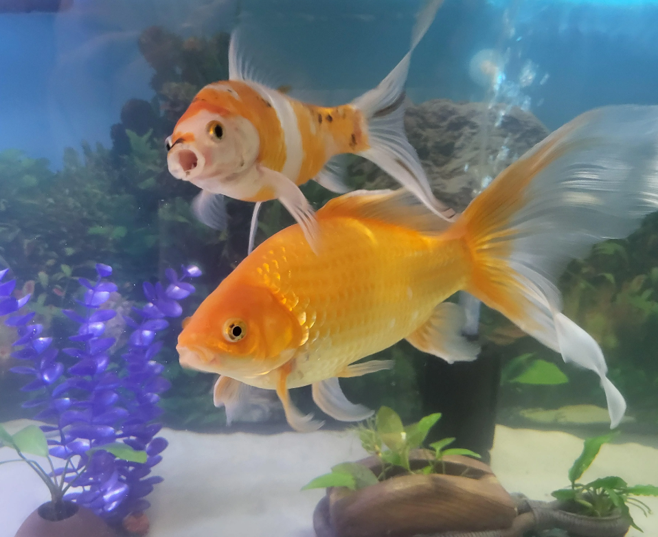 Breeding comet goldfish