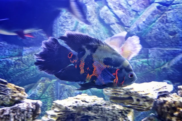 Longfin Oscar: A Comprehensive Guide