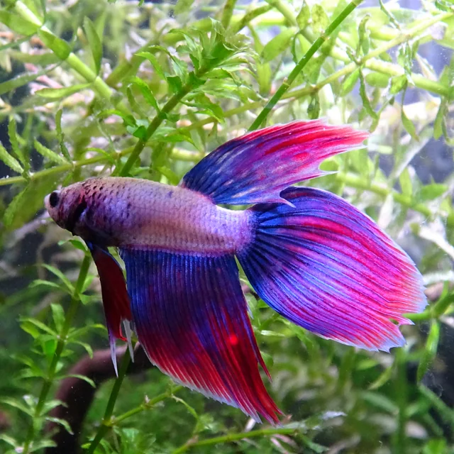 Vibrantly Colored Betta image by crashius-auratus