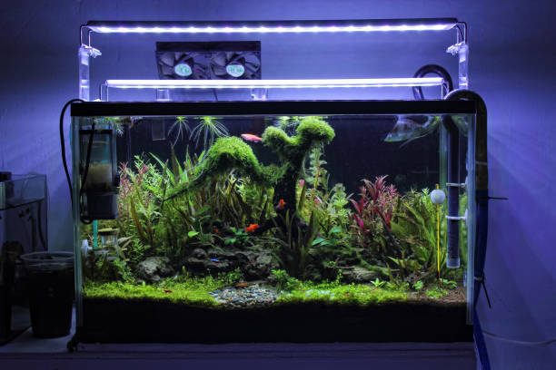 Tank requirements for the Butterfly Tail Goldfish