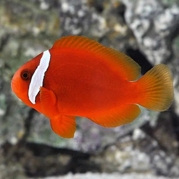 Amphiprion frenatus