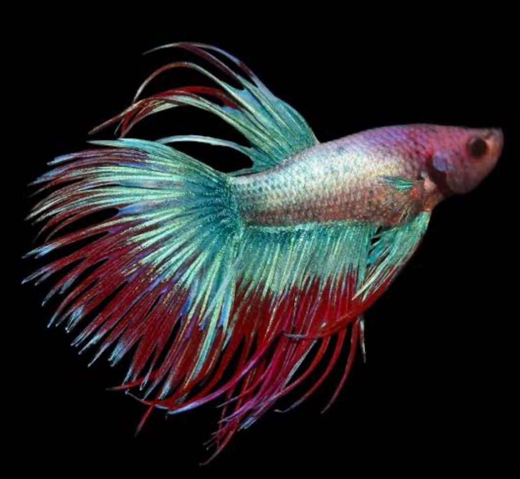 An Adult Crowntail Betta fish with red and teal scales.
