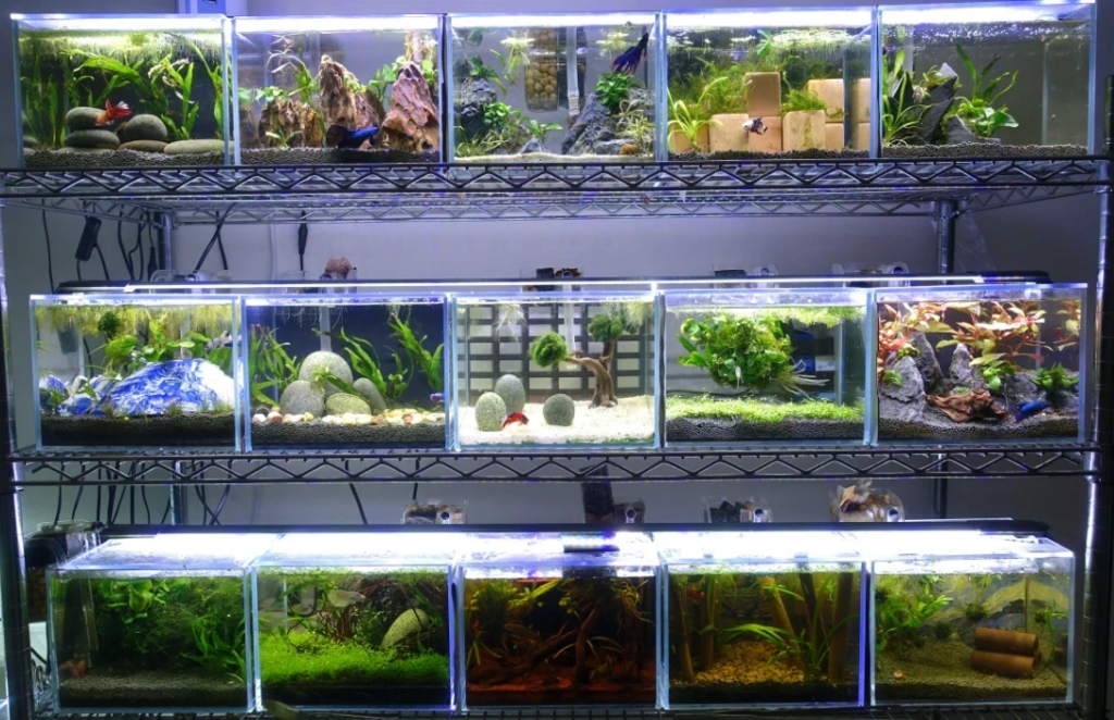 Beautifully Aquascaped Wide Array of Betta Fish Tanks