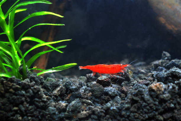 Pictured, Bloody Mary Shrimp on the tank's substrate